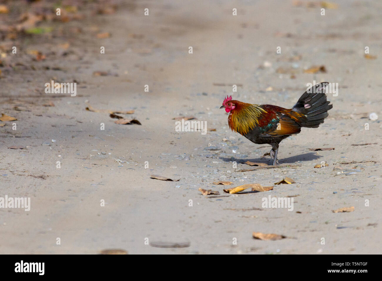 Rosso o Junglefowl Gallus gallus attraversamento strada a Jim Corbett National Park Uttarakhand India Foto Stock