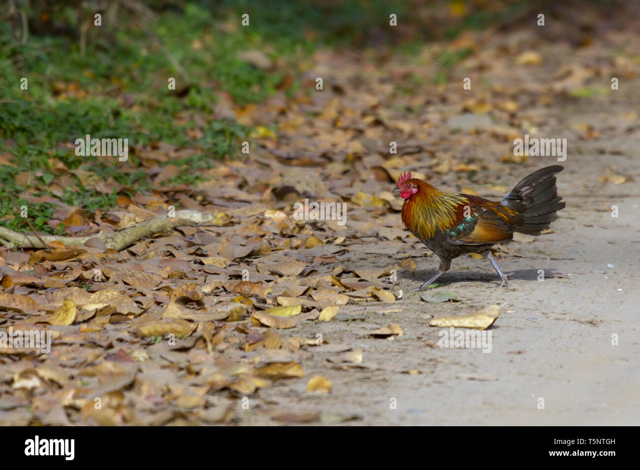Rosso o Junglefowl Gallus gallus attraversamento strada a Jim Corbett National Park Uttarakhand India Foto Stock