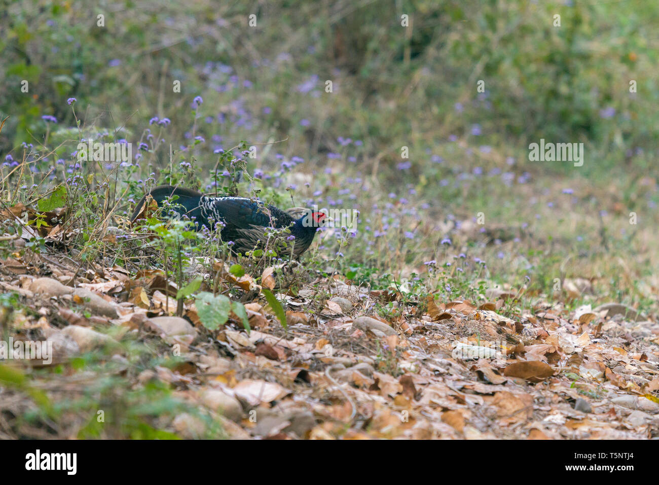 Kalij fagiano o Khaleej fagiano o Lophura leucomelanos attraversamento strada a Jim Corbett riserva della tigre Uttarakhand India Foto Stock