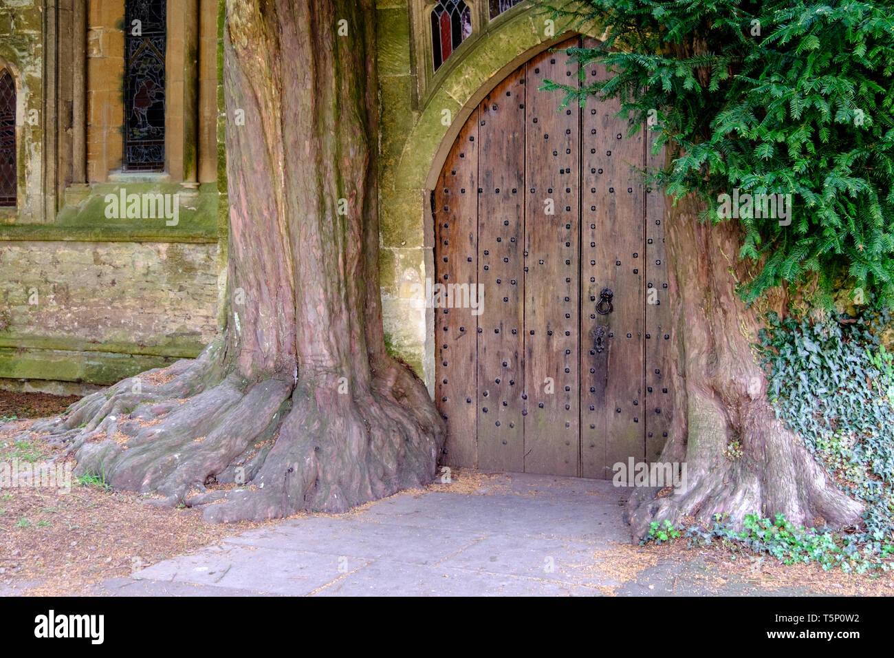 Intorno alla città di Cotswold di sedili Stow-su-il-wold GLOUCESTERSHIRE REGNO UNITO Yew alberi sotto il portico di San Edwards Chiesa Foto Stock