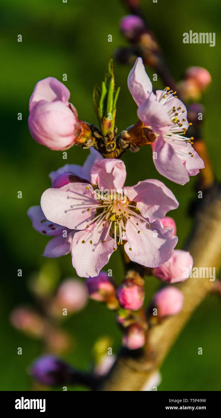 Big Pink peach fiori Foto Stock