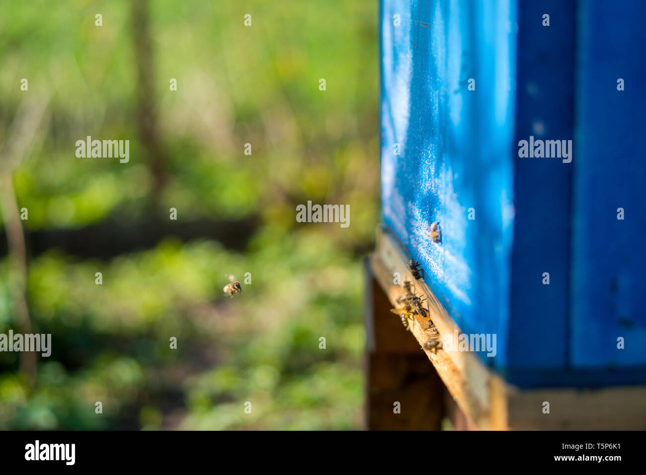 Api lavorare all'entrata dell'alveare. Le api portano bee il polline e il nettare. In prossimità dell'ingresso all'alveare. Alveare di blu. Foto Stock
