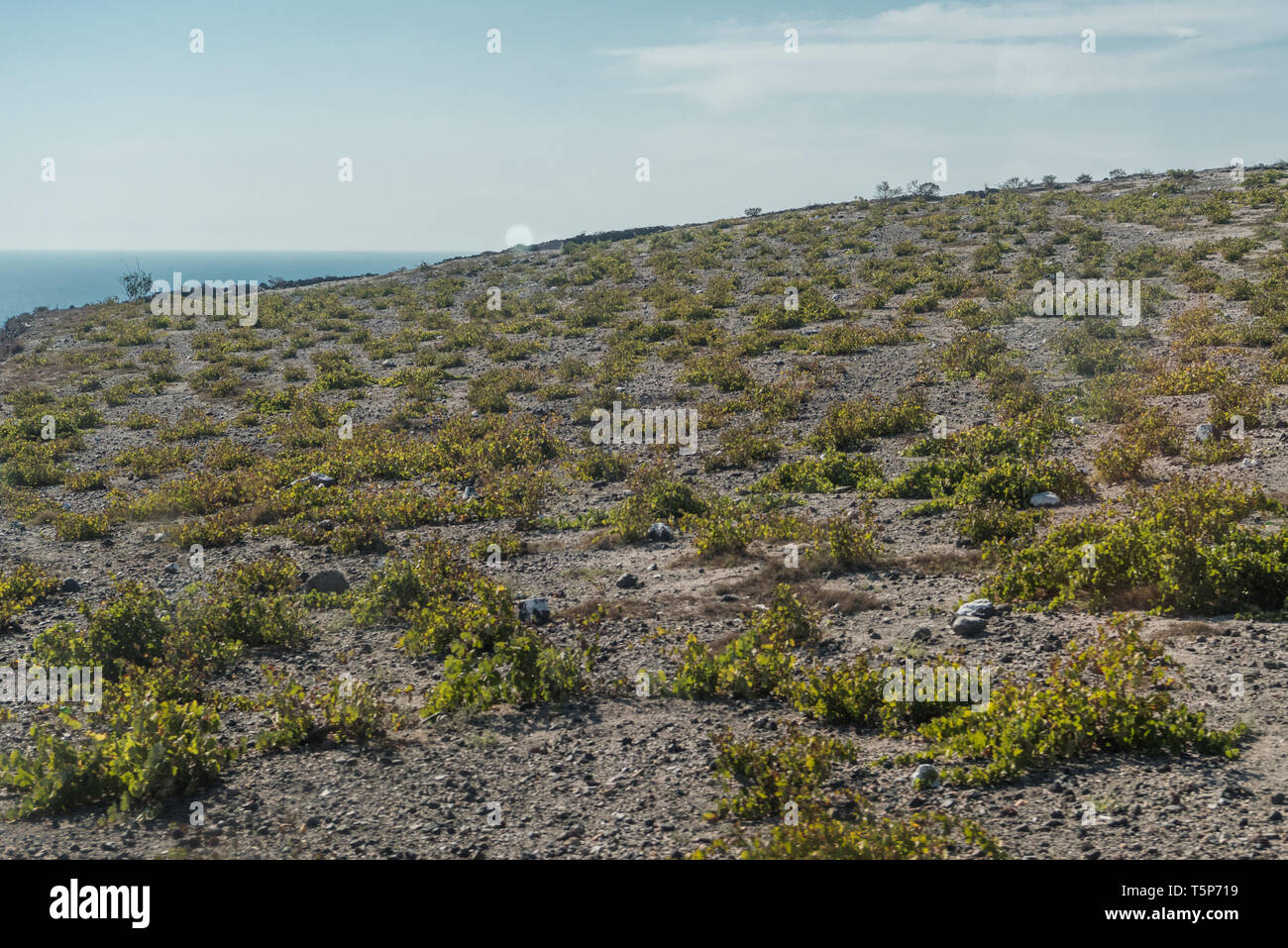 Vineyrd tradizionali fattorie in Santorini Foto Stock