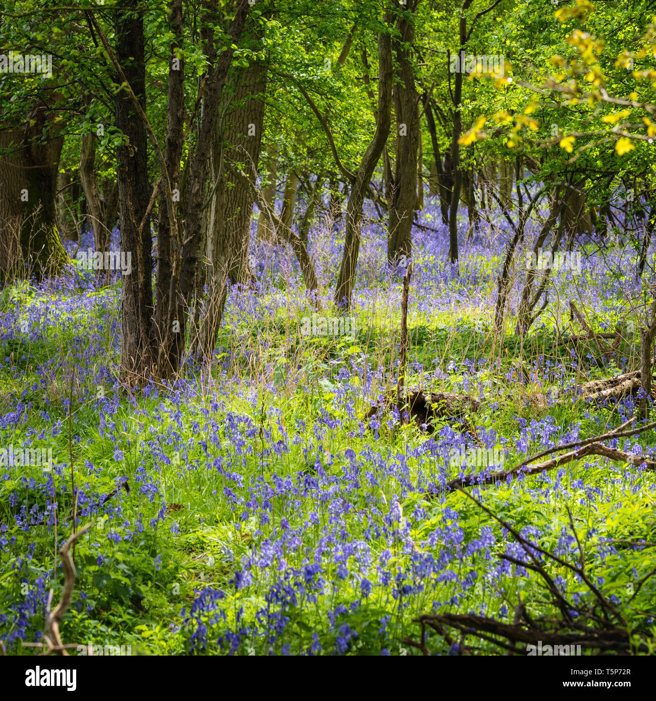 Bosco inglese scena in sole primaverile con nuove foglie e bluebells indigeni moquette del pavimento. Foto Stock