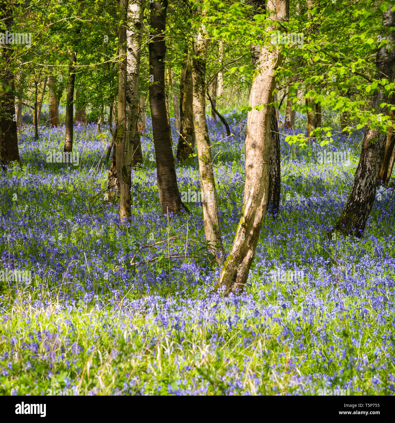 Bosco inglese scena in sole primaverile con nuove foglie e bluebells indigeni moquette del pavimento. Foto Stock