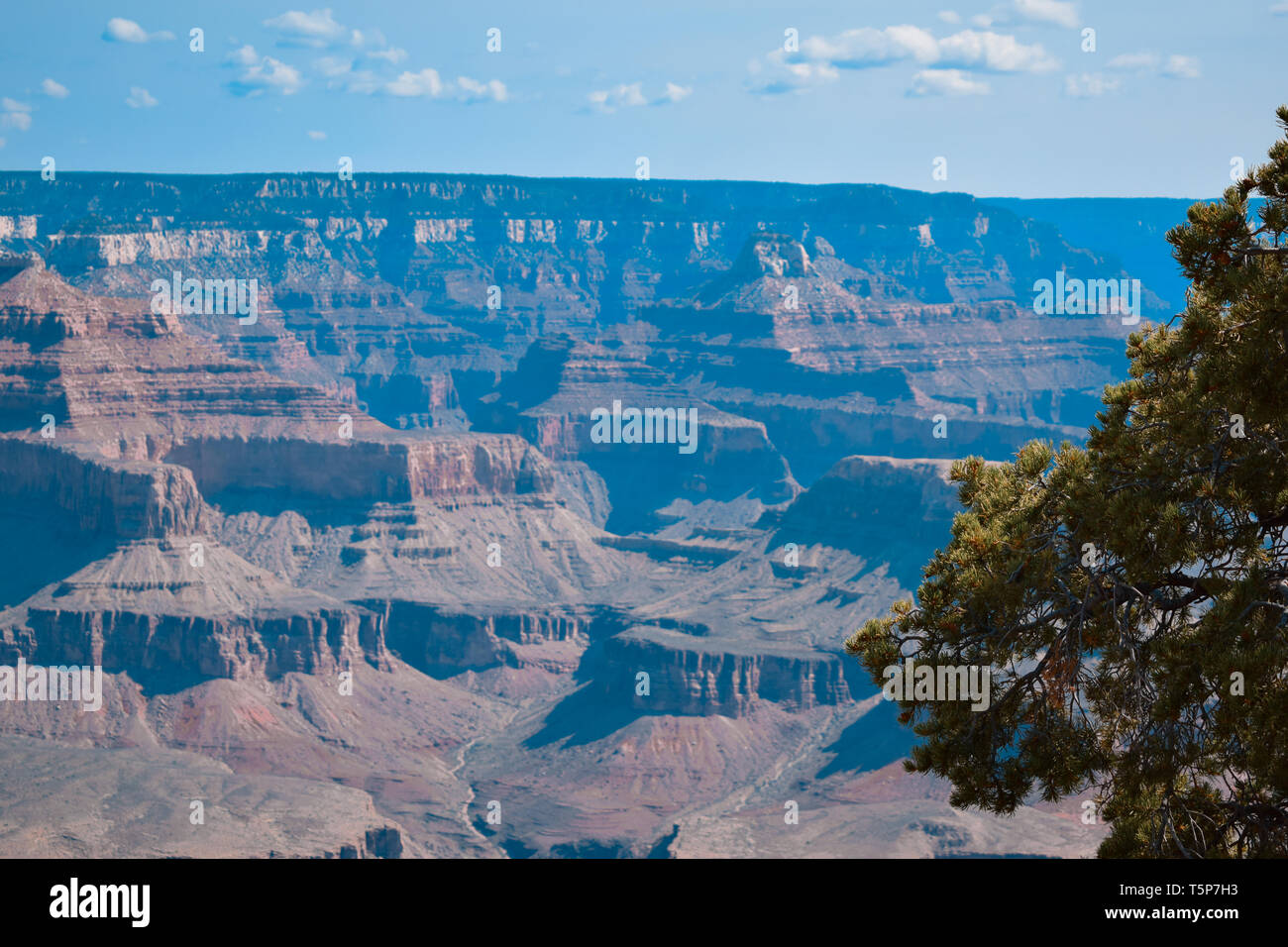 Sunrise mattina presso il Parco Nazionale del Grand Canyon bellissimo paesaggio. Pino in primo piano Foto Stock