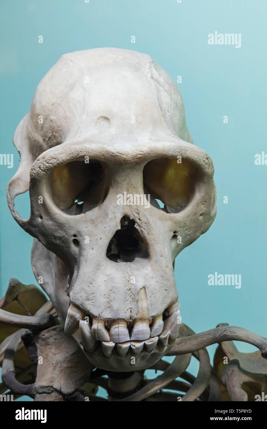 Cranio di scimpanzé Foto Stock