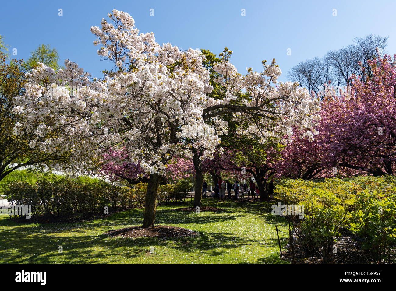 Fiori Ciliegio al Brooklyn Botanic Garden a Brooklyn, New York il 24 aprile 2019. Foto Stock
