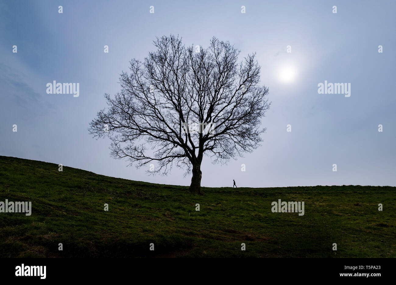 Una solitaria figura camminando sulla skyline verso un albero stagliano sulle colline Clent in Worcestershire, Regno Unito. Foto Stock