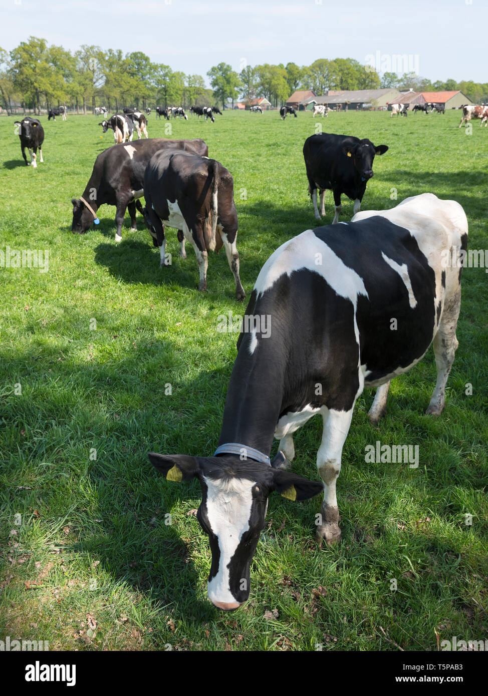 In bianco e nero di mucche vicino agriturismo nella primavera del prato vicino gelderse vallei tra leusden e barneveld nei Paesi Bassi Foto Stock