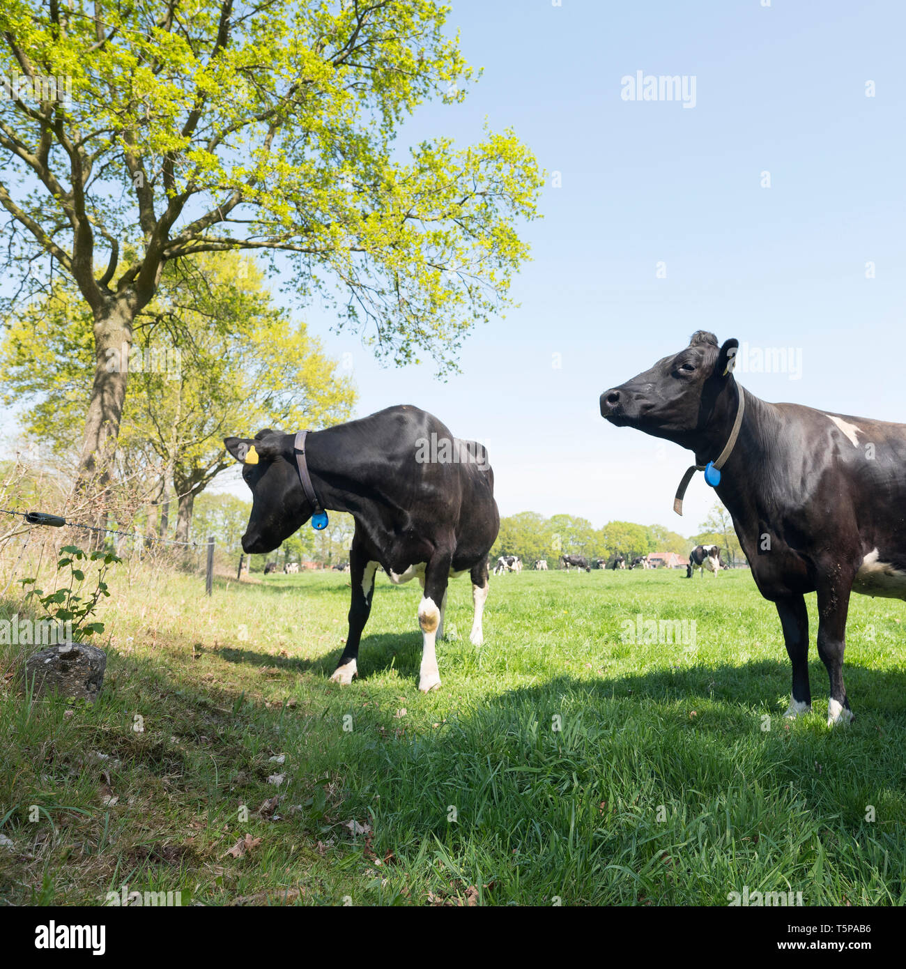 In bianco e nero di mucche vicino agriturismo nella primavera del prato vicino gelderse vallei tra leusden e barneveld nei Paesi Bassi Foto Stock