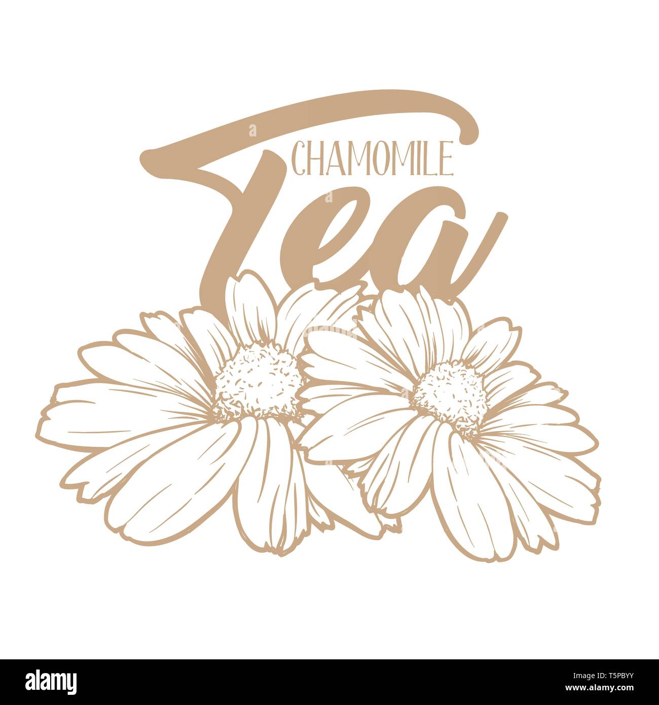 Tè camomilla disegnati a mano illustrazione incisione. Drink di organico. Il tè di erbe disegno. La camomilla imballaggio e design della pubblicità. Bevanda a base di erbe il concetto di logo. Fiori a margherita vettore isolato Illustrazione Vettoriale