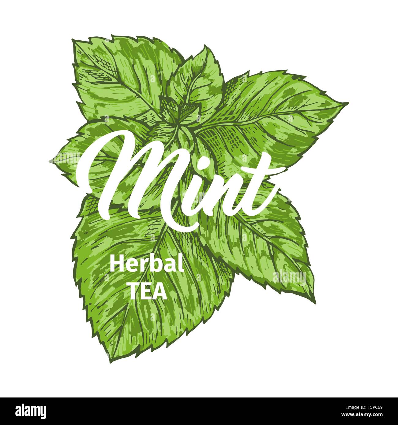 Il tè alle erbe con menta fresca modello Logo. Isolati disegnati a mano di pittura marcatore Etichetta con la menta piperita. Menta verde impianto di botanica e calligrafia Hand-Lettering iscrizione. Design botanico, tema medico. Illustrazione Vettoriale