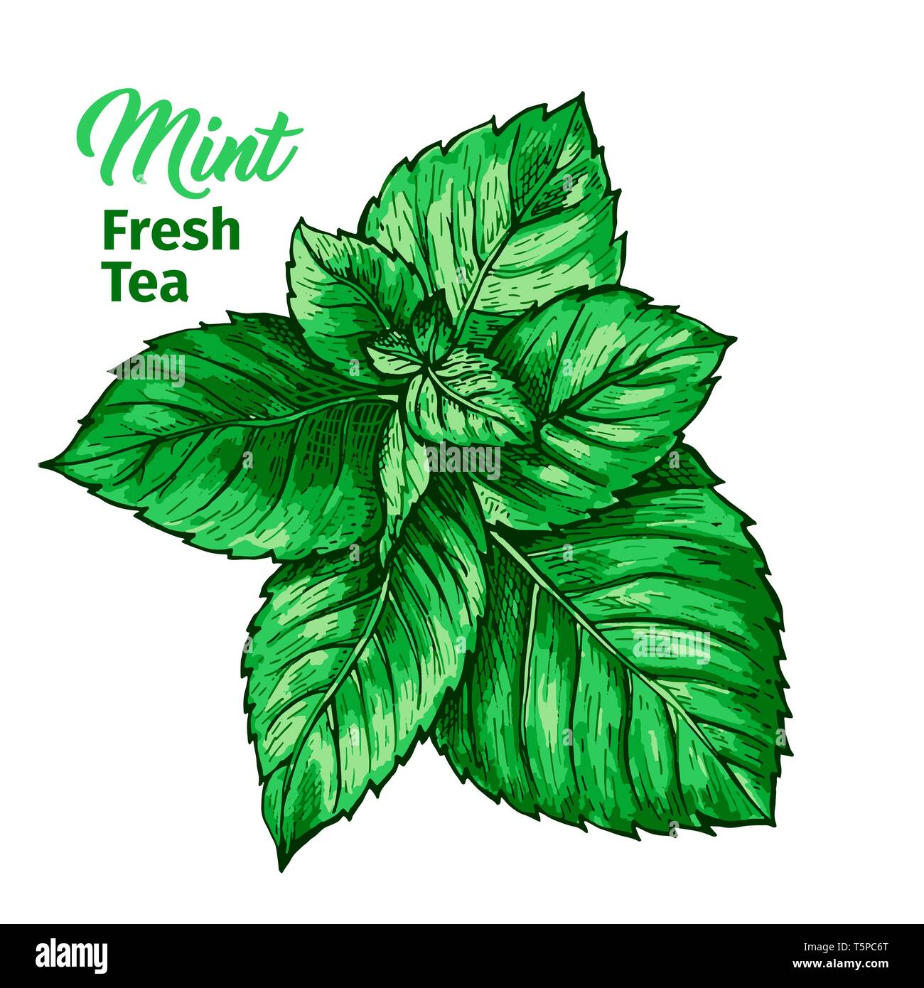 Il tè alle erbe con menta fresca modello Logo. Isolati disegnati a mano di pittura marcatore Etichetta con la menta piperita. Menta verde impianto di botanica e calligrafia Hand-Lettering iscrizione. Design botanico, tema medico. Illustrazione Vettoriale