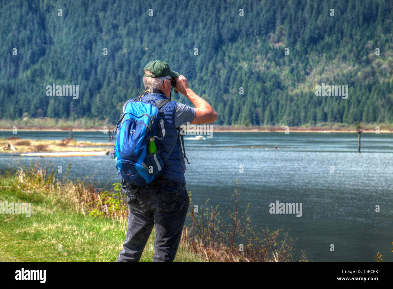 Maschio senior con zaino guardando attraverso il binocolo in un nido di Osprey. Pitt Prati, B. C., Canada Foto Stock