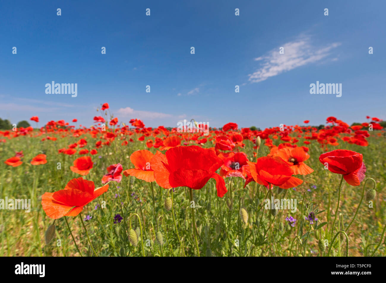 Papaveri comune / campo di papavero / Fiandre papavero (Papaver rhoeas) in fiore nel prato in estate Foto Stock