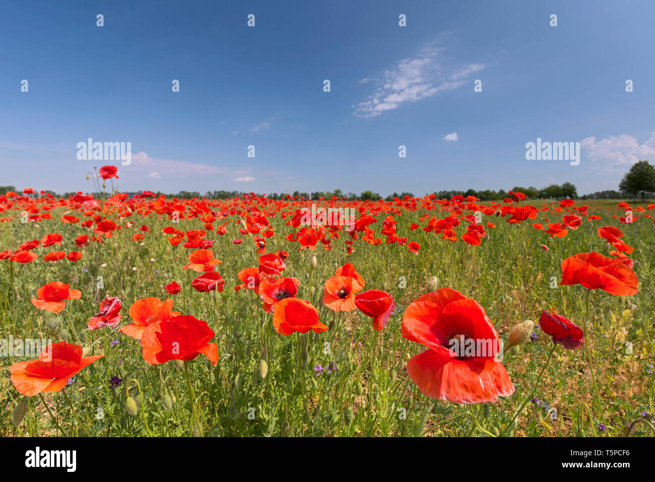 Papaveri comune / campo di papavero / Fiandre papavero (Papaver rhoeas) in fiore nel prato in estate Foto Stock