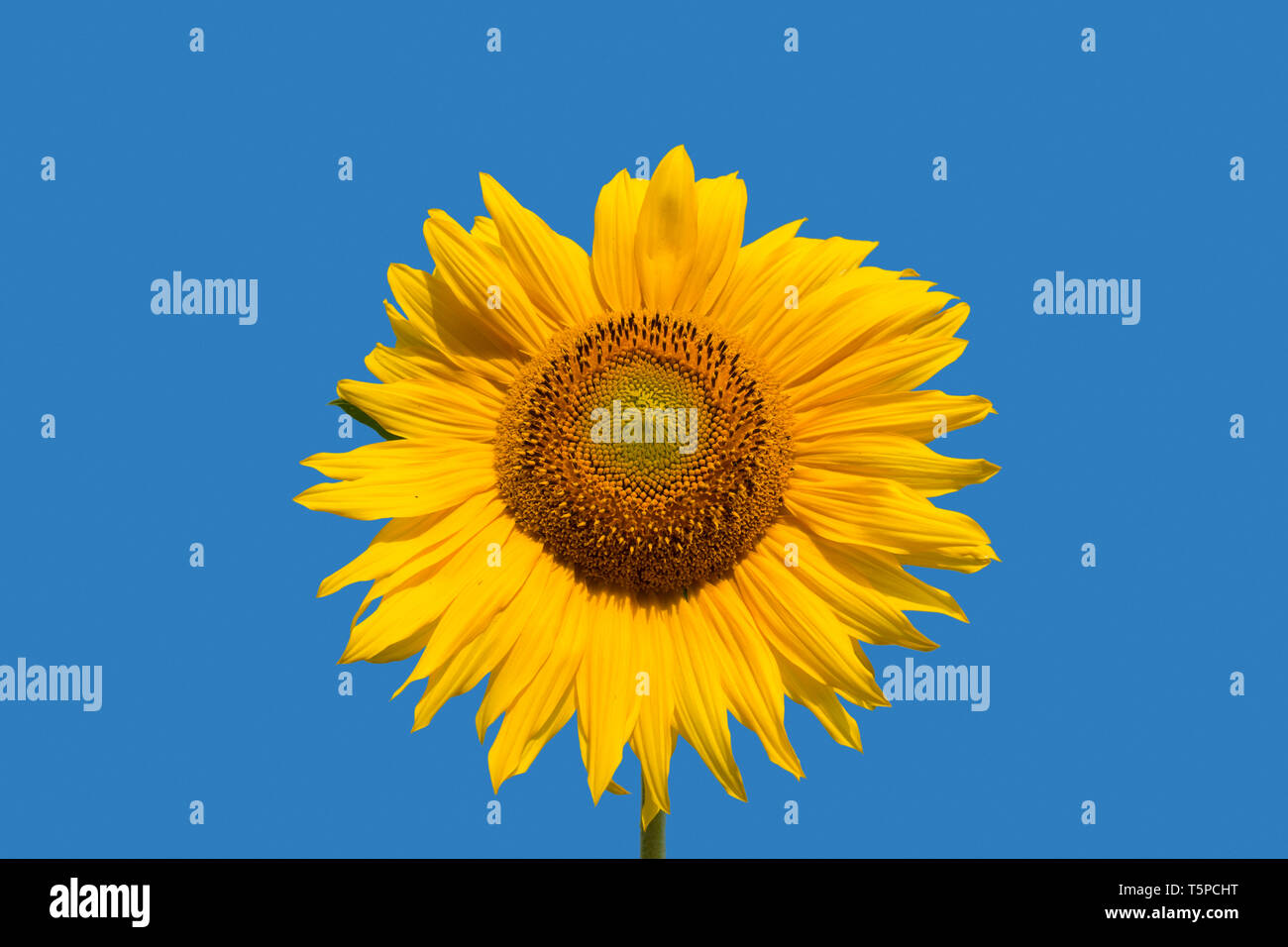 Testa di fiori / infiorescenza di comune girasole (Helianthus annuus) cresciuto come un raccolto per il suo olio commestibile e frutti commestibili contro il cielo blu Foto Stock