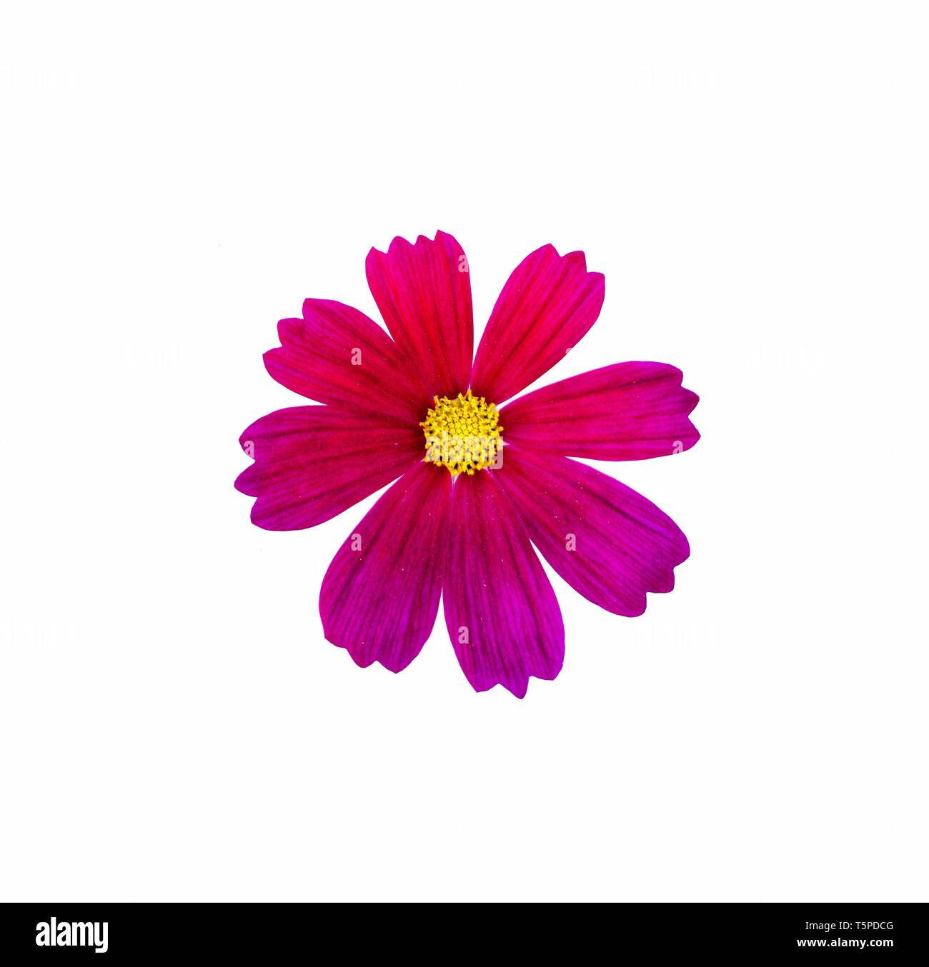 Red cosmo fiore isolato su sfondo bianco. Foto Stock