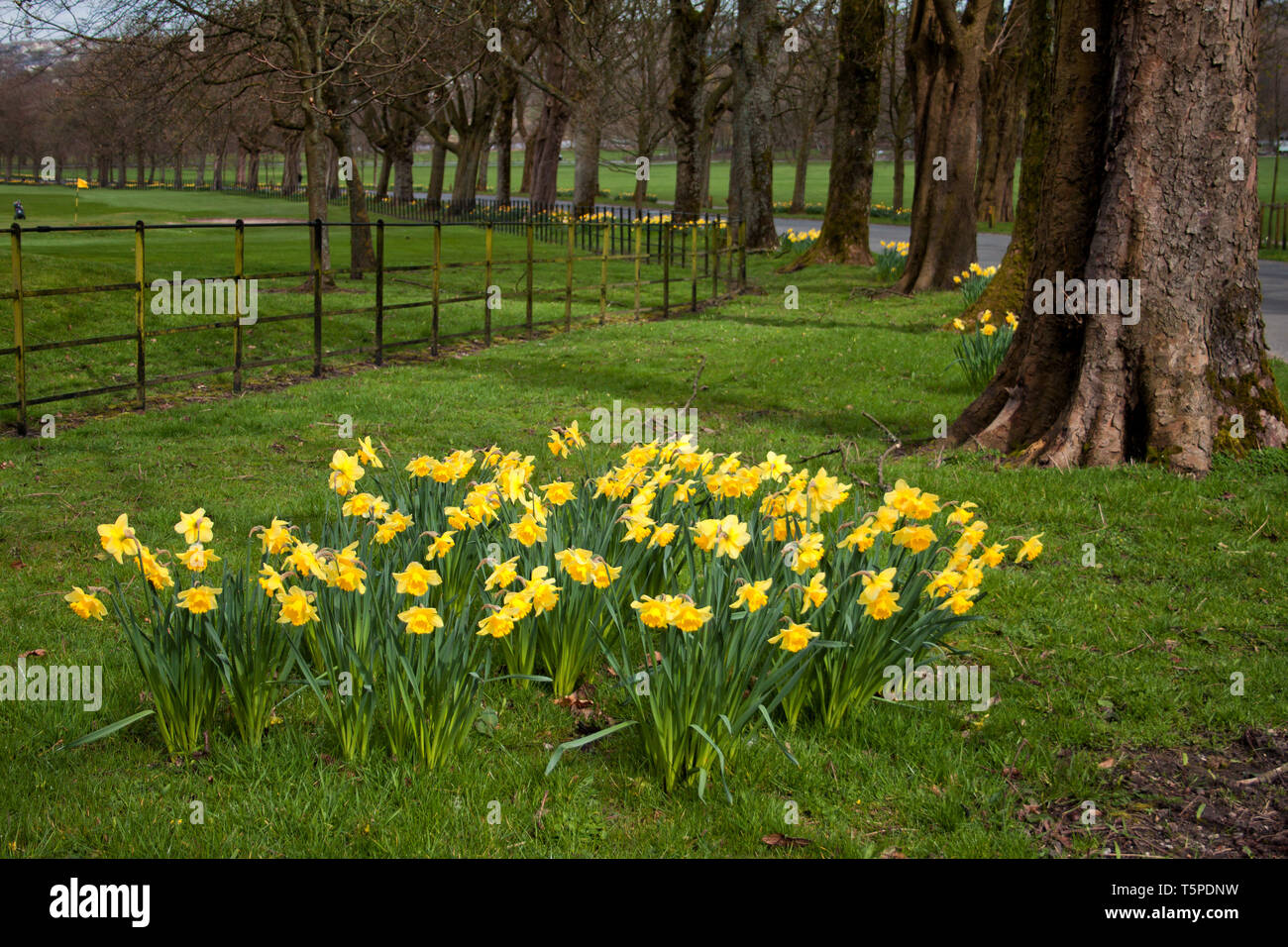 Un cluster di narcisi dal campo da golf di Towneley Hall, Burnley, Lancashire Foto Stock