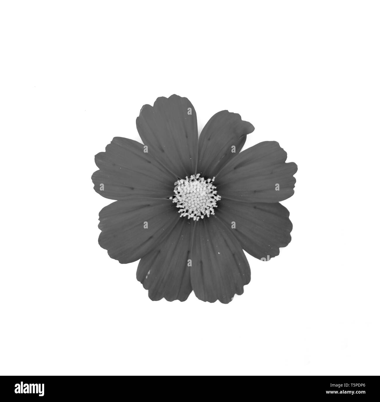 In bianco e nero del cosmo fiore isolato su sfondo bianco. Foto Stock