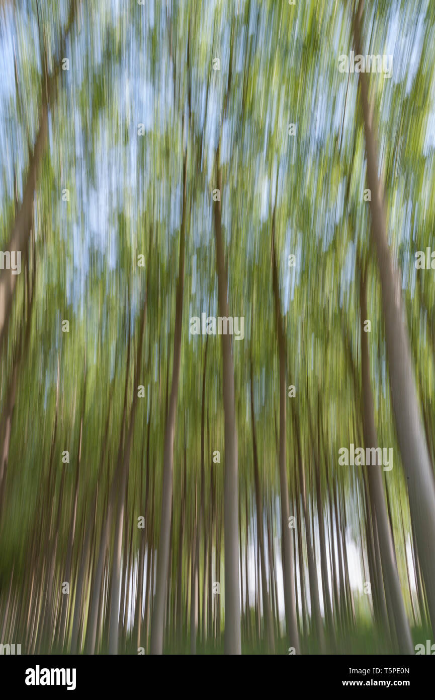 Abstract motion blur di alberi in una foresta - una lunga esposizione Foto Stock