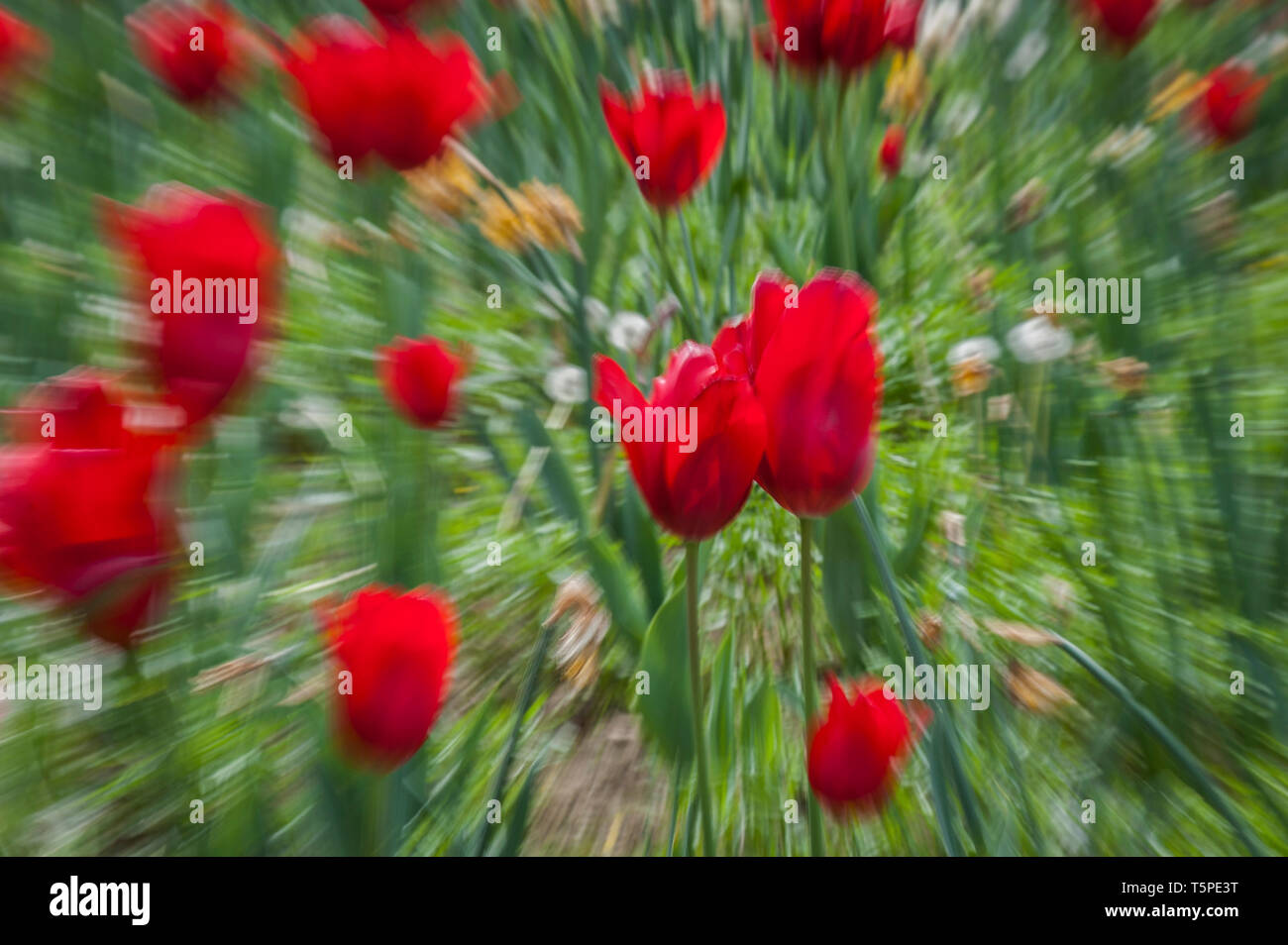 Abstract motion blur di fiori - una lunga esposizione Foto Stock