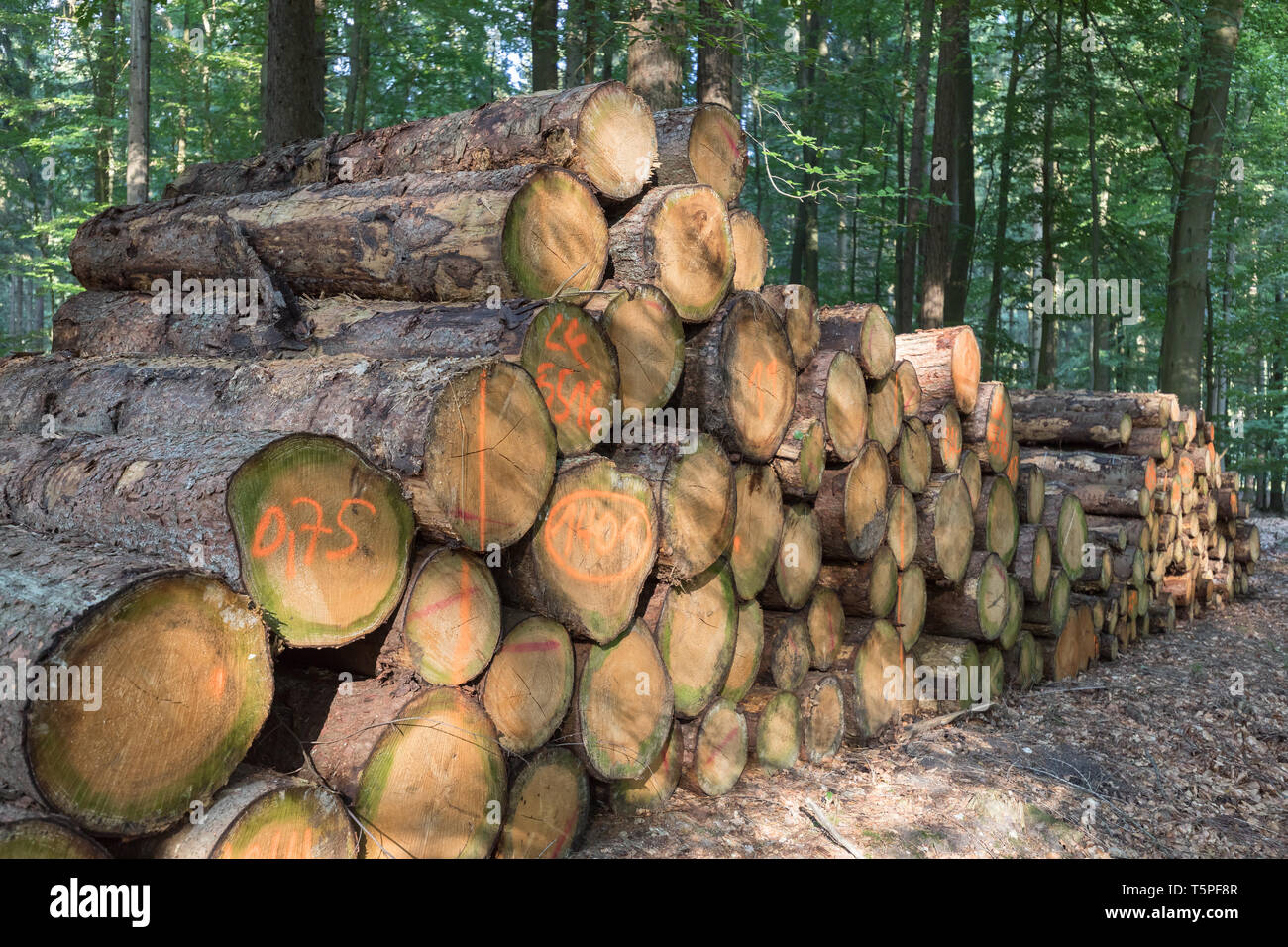 Lumberyard nel bosco di latifoglie Foto Stock