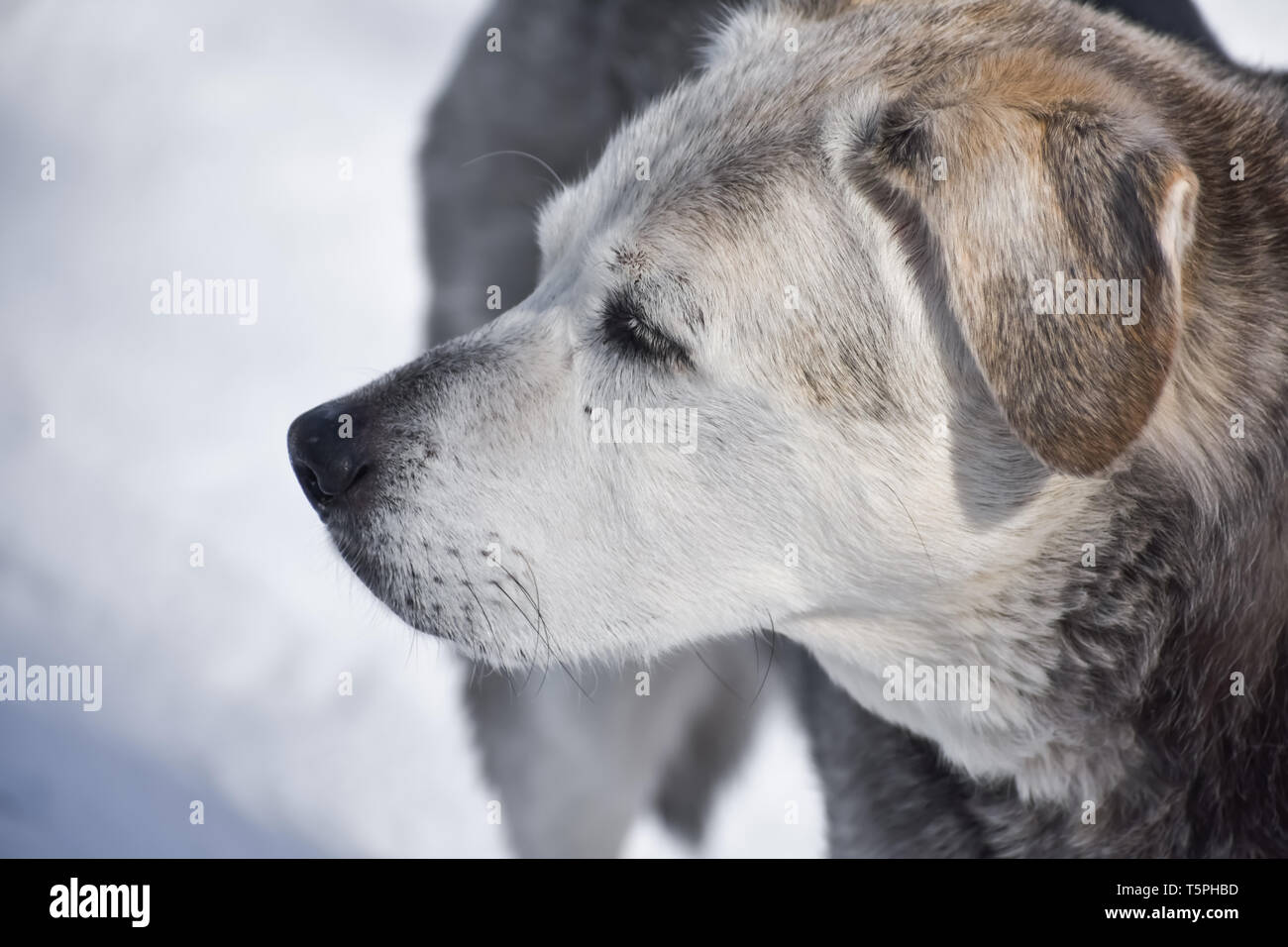 Close-up ritratto di una bellissima e un aspetto sano cane anziano con faccia bianca in piedi nella neve cercando rilassato e contenuto. Foto Stock