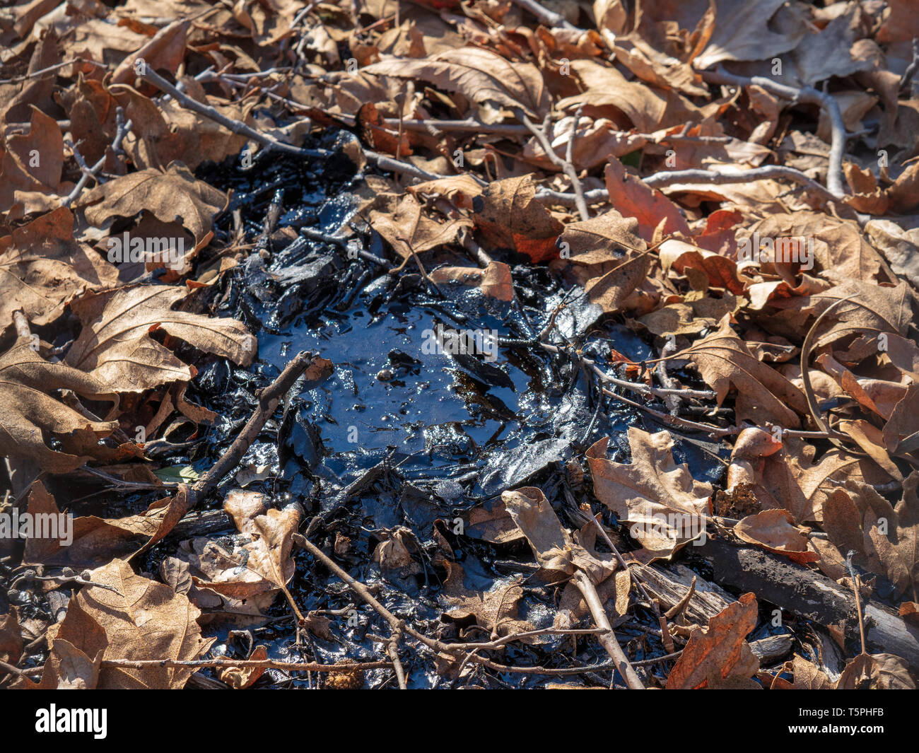 Piccolo tar pit circondato da foglie, rametti e la sporcizia al di fuori Foto Stock