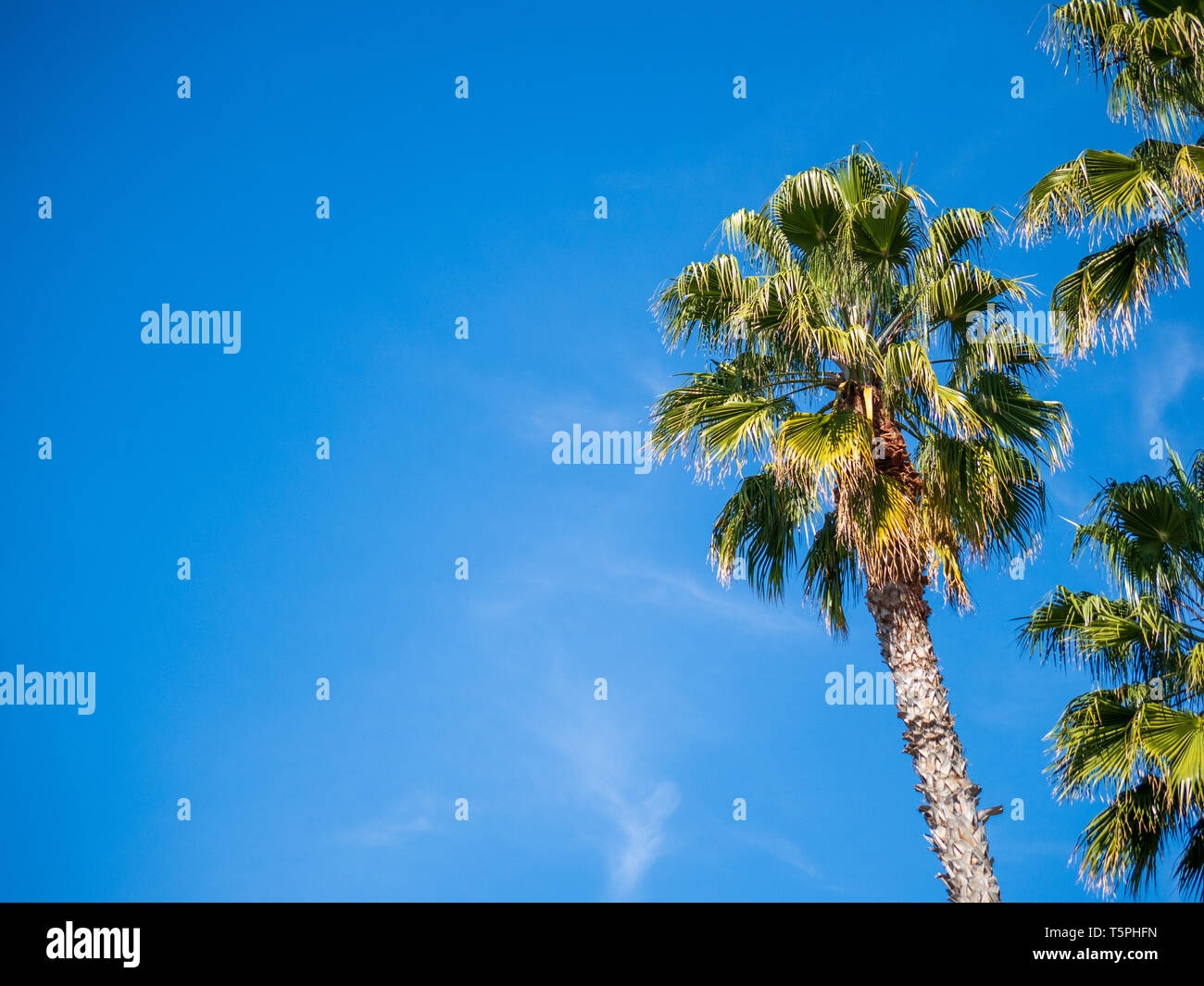 Palm tree in alto nel cielo di un blu, soleggiato, cloud meno giorno Foto Stock