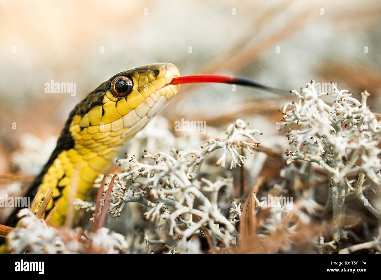 Close up di un orientale garter snake (Thamnophis sirtalis) profumati con la sua linguetta. Foto Stock