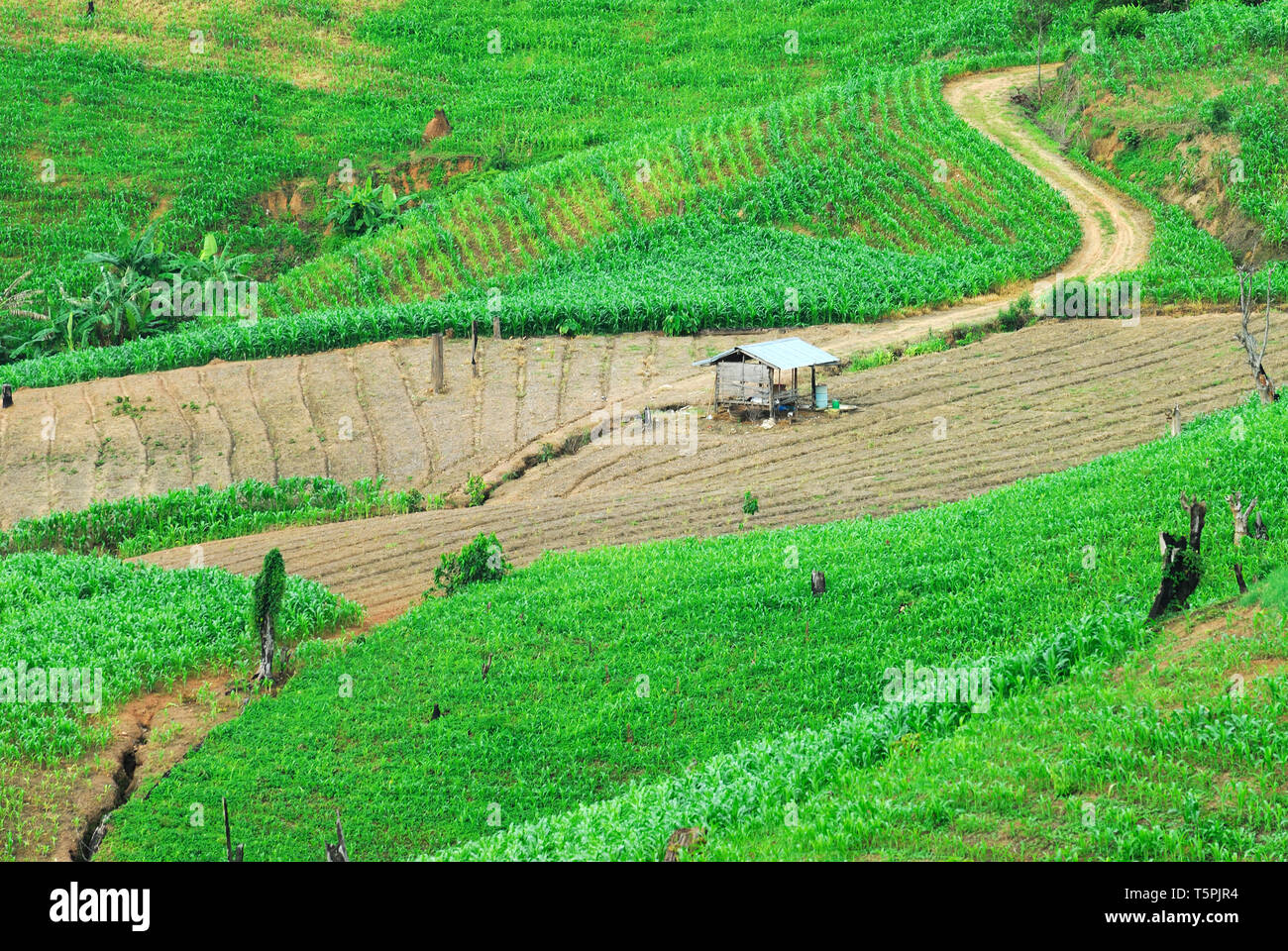 Terrazza i campi di riso Mae Chaem, Chiang Mai, Thailandia Foto Stock