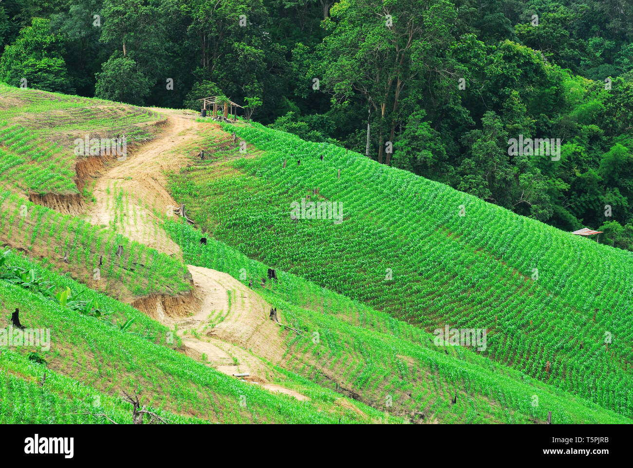 Terrazza i campi di riso Mae Chaem, Chiang Mai, Thailandia Foto Stock