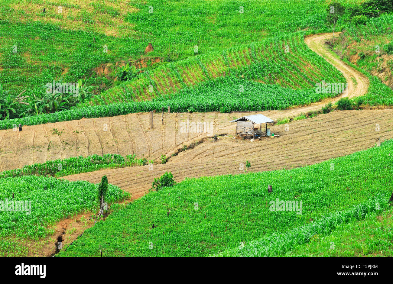Terrazza i campi di riso Mae Chaem, Chiang Mai, Thailandia Foto Stock