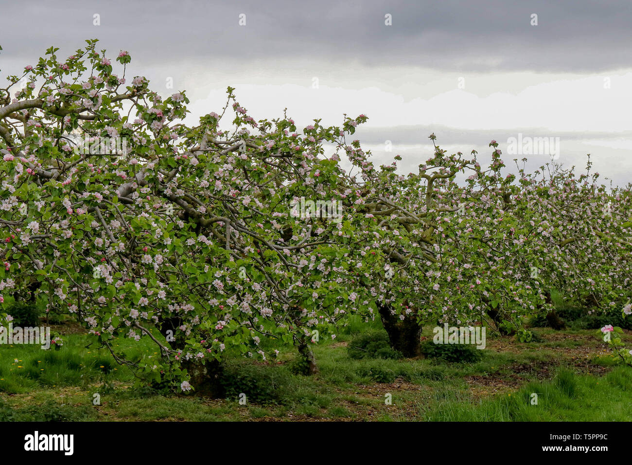 Knocknamuckley, Portadown, nella contea di Armagh nell'Irlanda del Nord. 26 apr, 2019. Regno Unito meteo: aumentando il vento e il cielo grigio indica che la tempesta Hannah si avvicina al Regno Unito e Irlanda. Irlanda del Nord sarà l'esperienza gales e heavy rain ma non nella stessa misura di altre parti del Regno Unito. L'Apple Blossom qui in questo Orchard at Knocknamuckley saranno colpite. Credito: David Hunter/Alamy Live News. Foto Stock