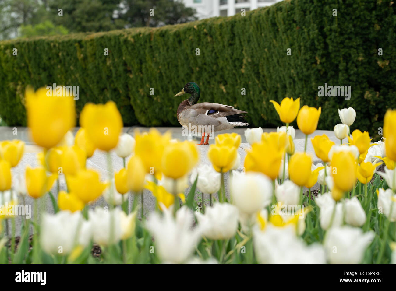 Un Mallard duck passeggiate lungo il bordo della Casa Bianca South Lawn fontana Sabato, 13 aprile 2019, come gli ospiti frequentano la Casa Bianca 2019 Spring Garden Tour Persone: presidente Donald Trump Foto Stock