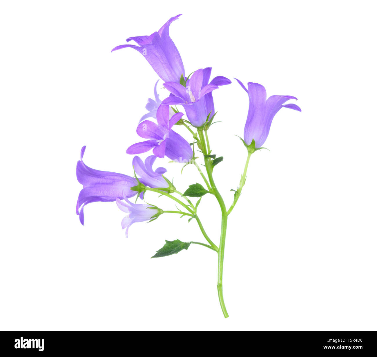 Ramoscello con piccola violetta campanule isolati su sfondo bianco Foto Stock