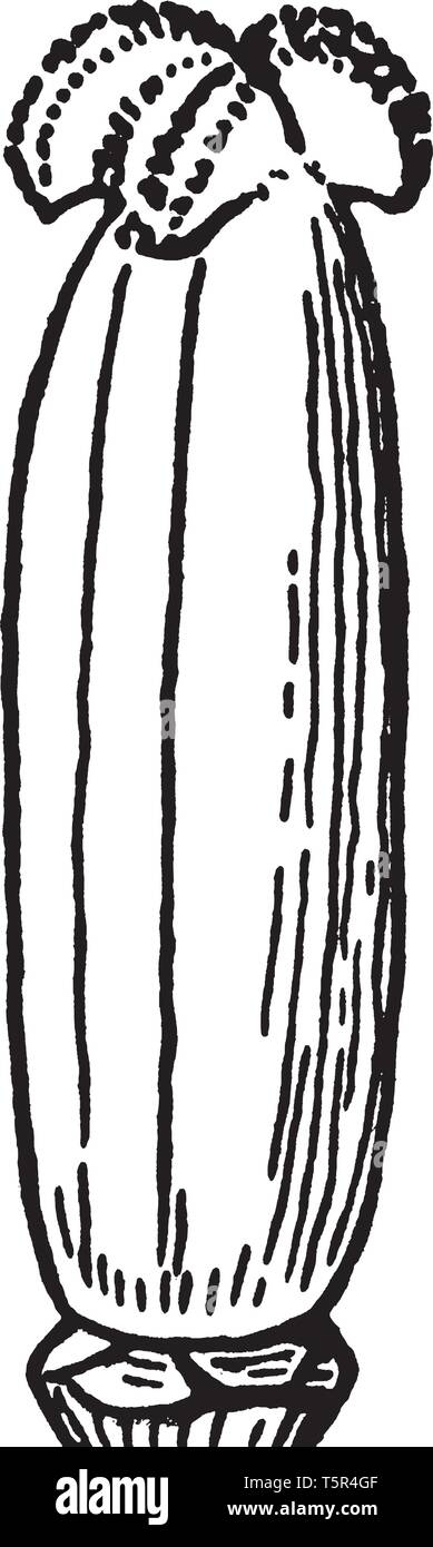 L'immagine mostra la femmina organo riproduttivo, pistillo, di un tulipano, vintage disegno della linea di incisione o illustrazione. Illustrazione Vettoriale