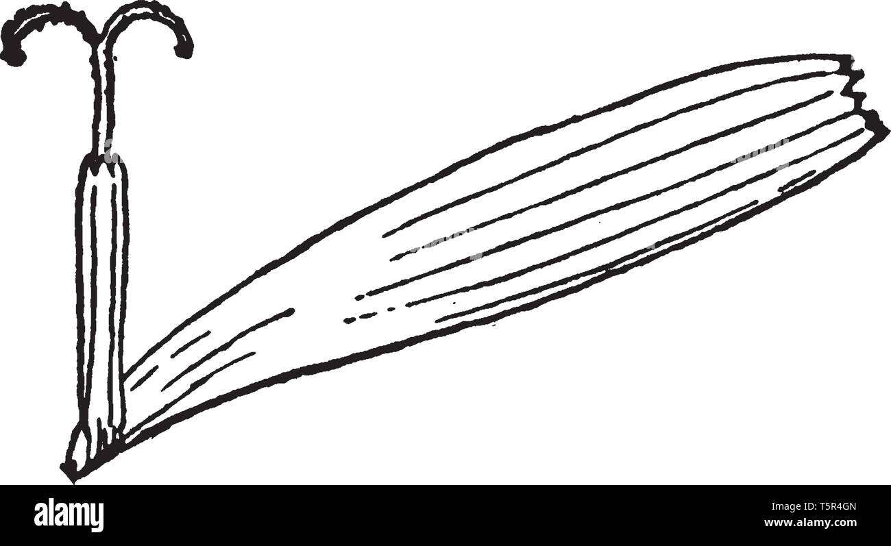 La Ligula Fiore Ligulato Di Daisy Fiore Fiorellino Attaccato Al Perimetro Lo Stigma Come Un Ancoraggio Vintage Disegno Della Linea Di Incisione O Illustrazione Immagine E Vettoriale Alamy