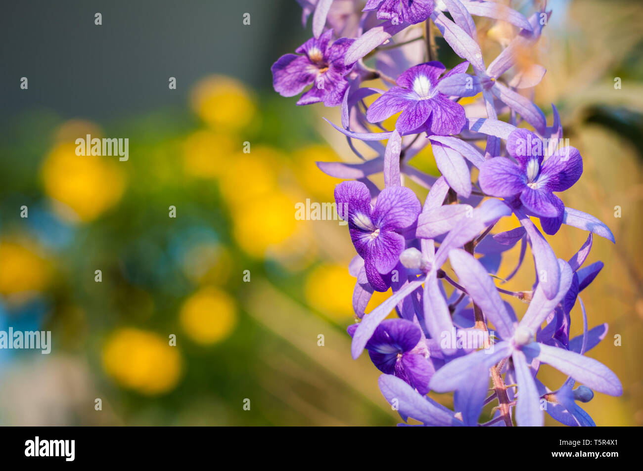 Chiudere la carta smerigliata Vine fiore che sboccia dalla luce del sole su blur sullo sfondo, spazio di copia Foto Stock