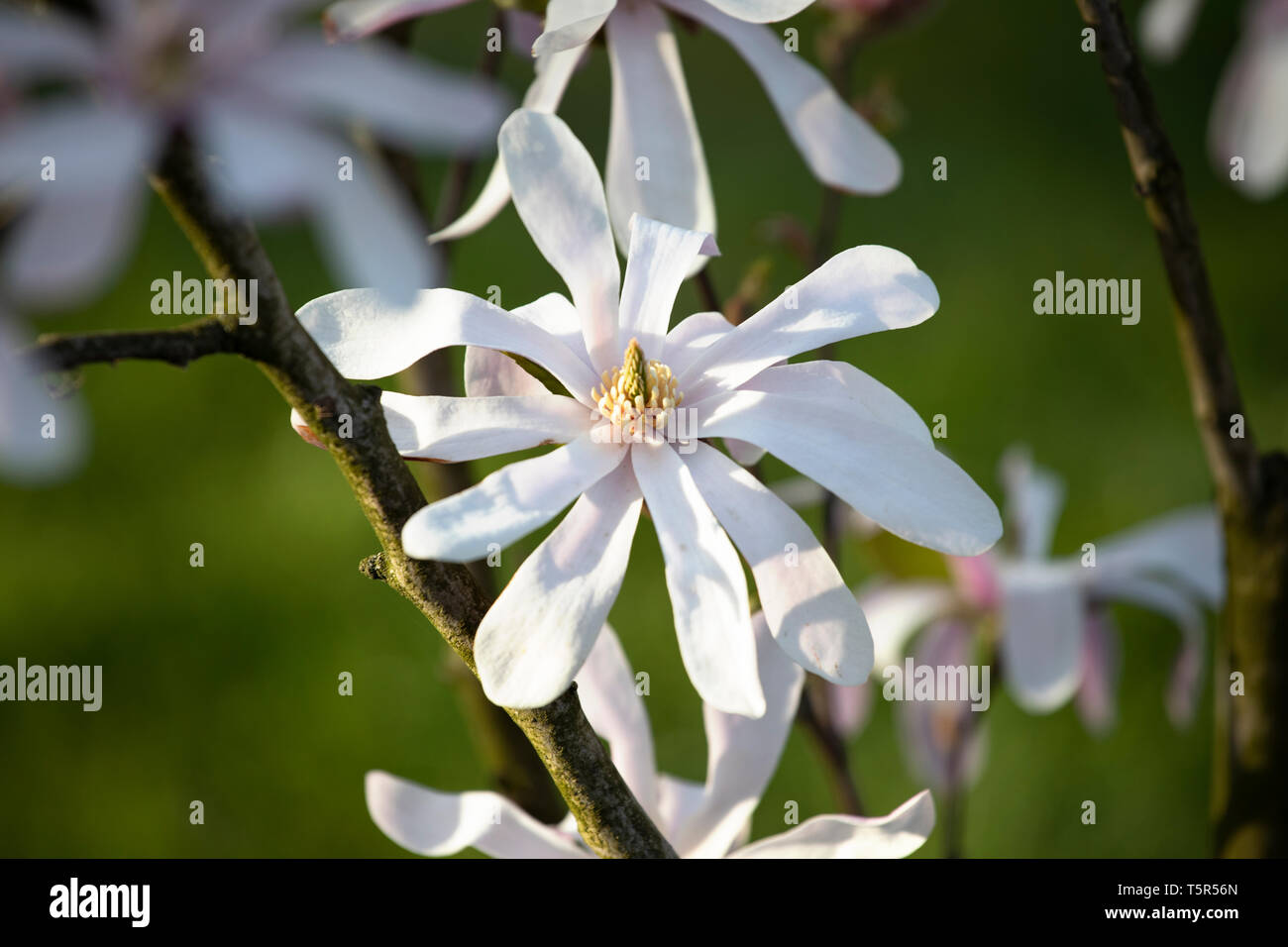 Metallo grande armata rossa stella simbolo. Stella Rossa nel cerchio forgiato nel metallo. Gate di russo cimitero militare. Foto Stock
