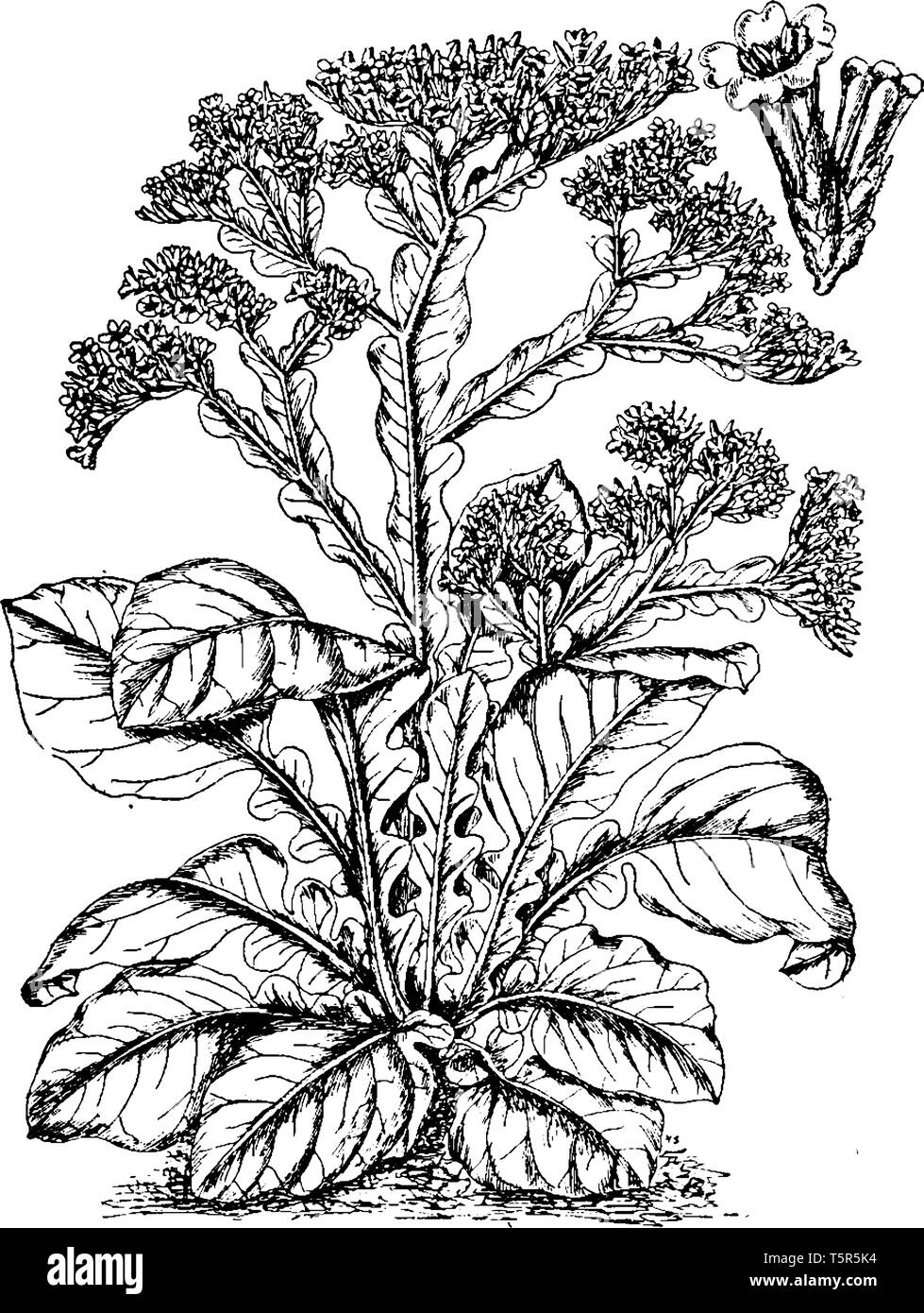 Un'immagine mostra il limonio Statice pianta flowering. Essa appartiene alla famiglia leadwort. I membri sono noti anche come mare-lavanda foglie si sono moltiplicate e Illustrazione Vettoriale