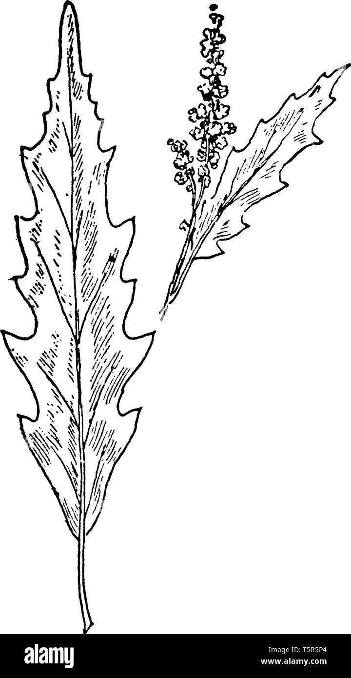Foglie e fiori di un ampiamente naturalizzato americano tropicale goosefoot. I suoi semi possiedono proprietà antielmintico, vintage disegno della linea di incisione o malato Illustrazione Vettoriale