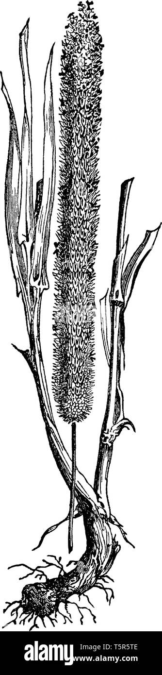 Questa immagine mostra delle sementi, essi utilizzano in animale domestico cibo, sembra molto lunghe e diritte, hanno sopportato sul ramo, vintage disegno della linea o engravin Illustrazione Vettoriale
