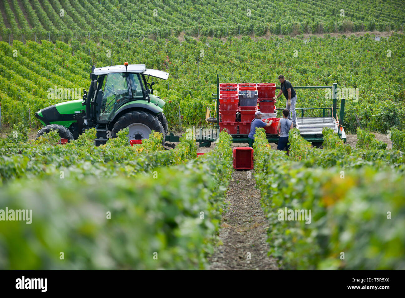 Vendemmia in Champagne dipartimento in Charly-sur-Marne (Francia settentrionale). Le vendemmiatrici tra filari di viti. Il caricamento delle cassette di uva Foto Stock