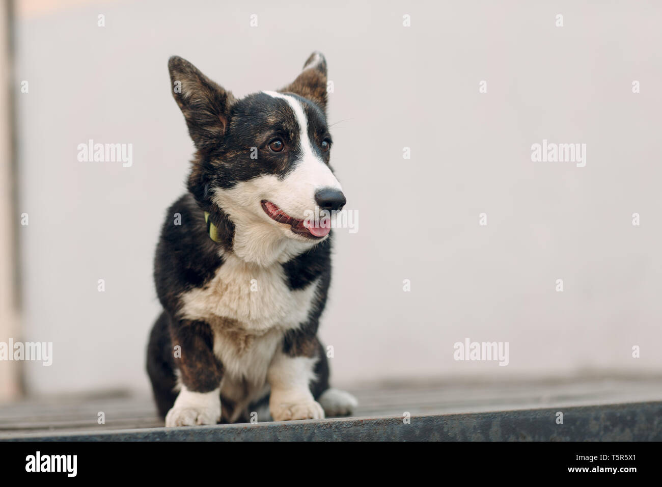 Welsh Corgi cardigan cucciolo di cane Foto Stock