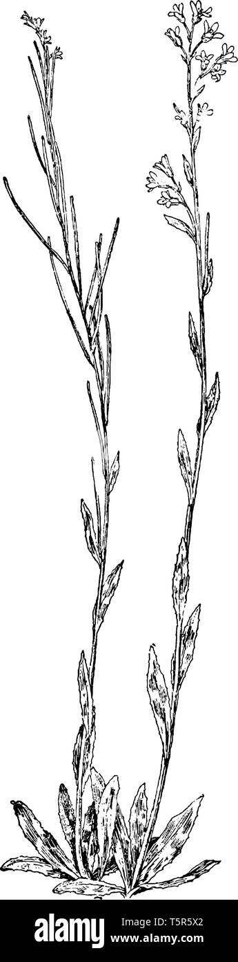 Hairy Rock Cress appartiene alla famiglia Brassicaceae ed originaria di Europa, Asia e la metà settentrionale dell'America del Nord, vintage disegno della linea o incisione Illustrazione Vettoriale