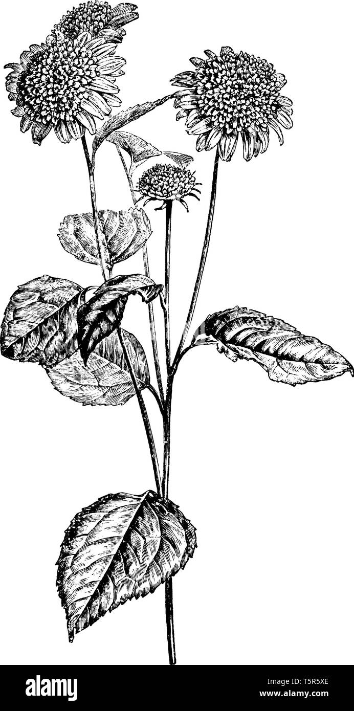 foglie di girasoli - 2 Foglie di una pianta di girasole Immagini Vettoriali Stock - Alamy