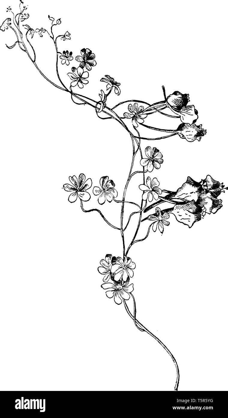 Questa immagine rappresenta le erbe che è appartenente alla Tropaeolaceae principalmente in American tropici, vintage disegno della linea o incisione illustra Illustrazione Vettoriale